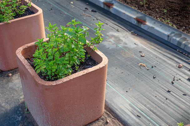 Menthe poussant dans un pot de cheminée en argile rouge, petites techniques de jardinage biologique agricole, aspect horizontal
 - Photo, image