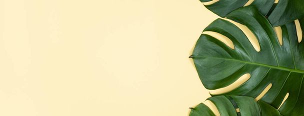 Hermosa palma tropical monstera hojas rama aislada sobre fondo amarillo brillante, vista superior, plano laico, por encima de la belleza del verano concepto de diseño en blanco
. - Foto, Imagen