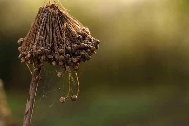 Dry inflorescence of onions with seeds and with spider silk on a blurred bright background, close up view, macro - Photo, Image
