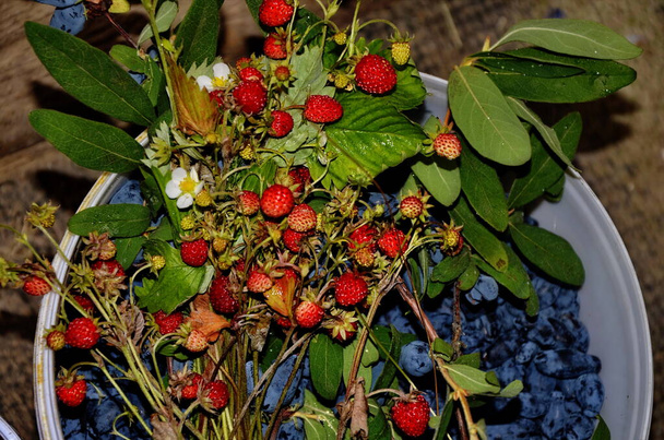 Harvest of forest strawberries and chimes of Kamchatskaya. Summer vitamin berries. Lonicera xylosteum and Fragaria vesca berries - Photo, Image
