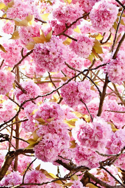 Uma flor de sakura de cereja em Londres
 - Foto, Imagem