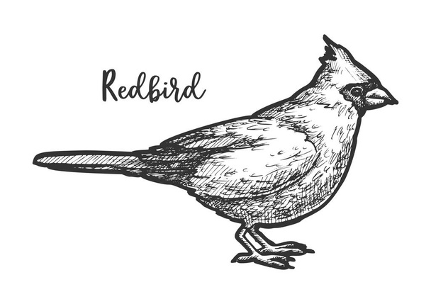 Sketch of songbird or hand drawn redbird - ベクター画像