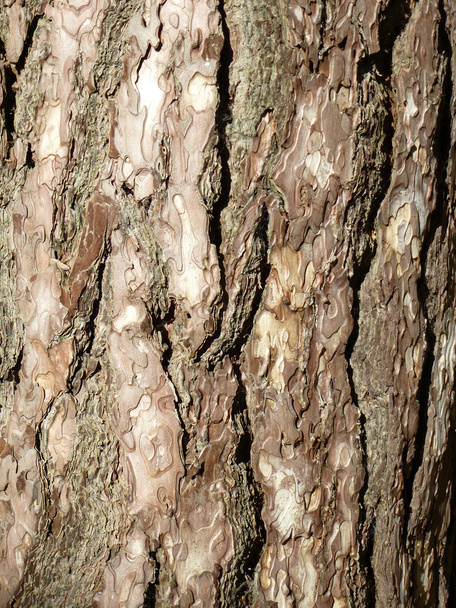 Древесная кора
 - Фото, изображение