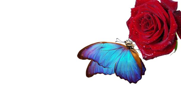 helder blauw tropisch morfo vlinder op rode roos in water druppels geïsoleerd op wit. vlinder op een bloem. wenskaart - Foto, afbeelding
