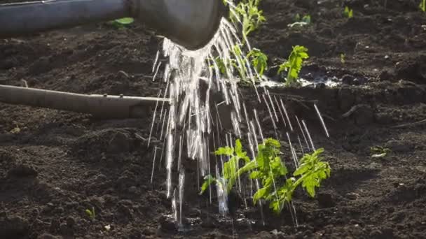plantación de plántulas de tomates vegetales en el jardín - manos sosteniendo una plántula, regadera y pala en el fondo - Imágenes, Vídeo