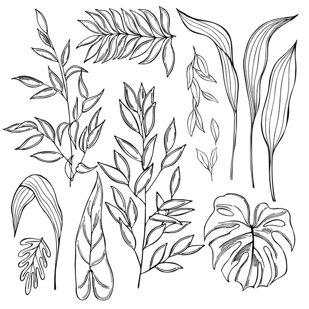 Handgetekende tropische planten op witte achtergrond. Vector schets illustratie - Vector, afbeelding