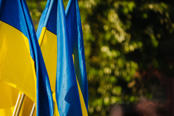 Ukrainian flags on a blurred green background on the street - Foto, afbeelding