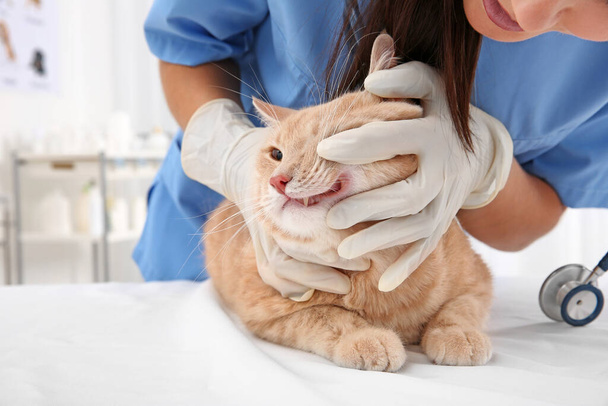 Veterinário examinando dentes de gato na clínica
 - Foto, Imagem