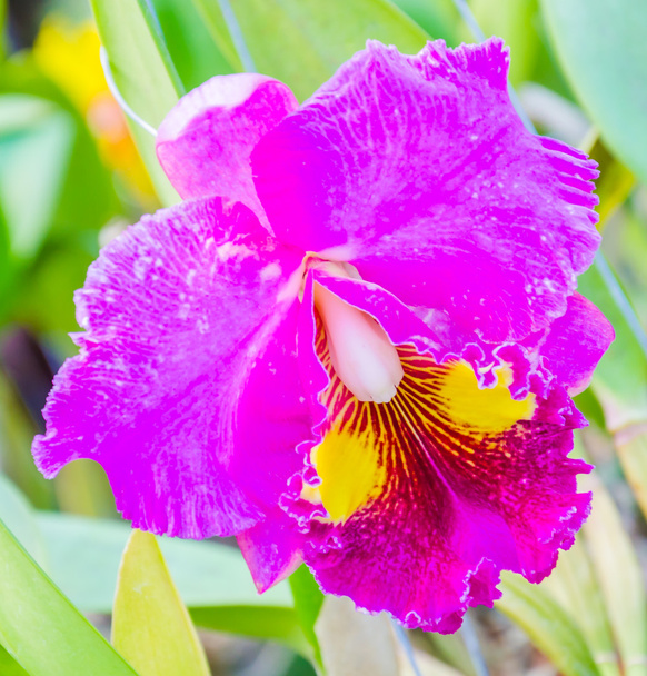 orchideák - Fotó, kép