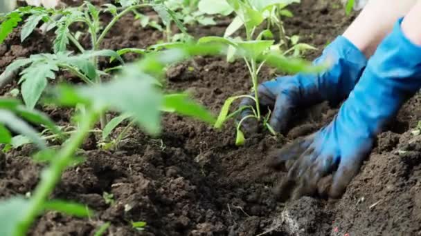 Hands in gloves plant seedlings of sweet pepper. - Video, Çekim
