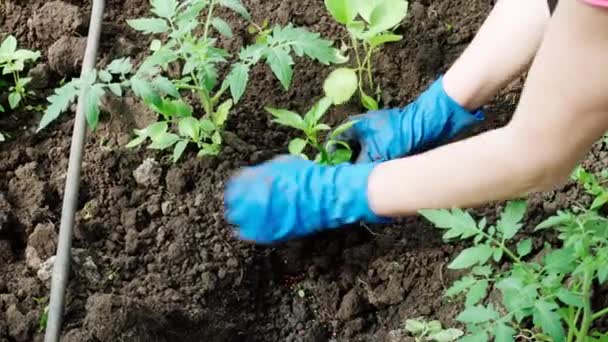 Handen in handschoenen plant zaailingen van zoete peper. - Video