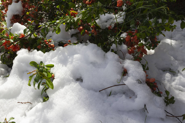 primavera, nieve y floración. Sorpresas naturales el 12 de mayo de 2020 en Lituania, quinces
.  - Foto, imagen