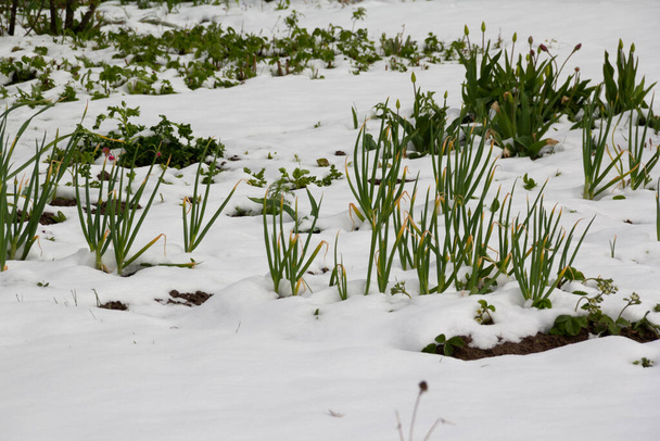 Весна время природа фон со снегом и луком побегов, чеснок. Концепция аномалии погоды и изменения климата. Природа удивляет 12 мая 2020 года в Литве
. - Фото, изображение