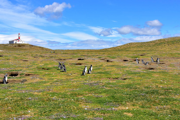 A Magdalena-sziget világítótornya és a Magellán-pingvinek kolóniája, Magdalena-sziget, Chile. - Fotó, kép