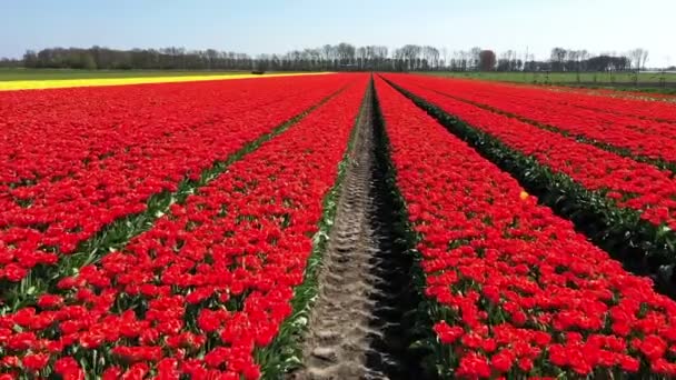 Luchtfoto van tulpenvelden op het platteland uit Nederland - Video