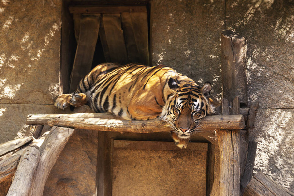 Panthera tigris sumatrae - Sumatraanse tijger rustend en slapend op een houten plank - Foto, afbeelding