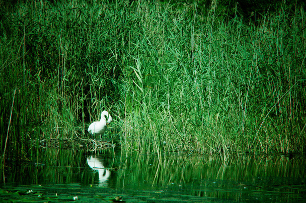 labuť v rákosí na rybníku - Fotografie, Obrázek