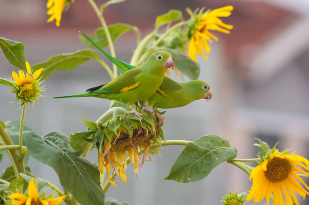 vihreä Brasilian papukaija syö siemeniä
 - Valokuva, kuva