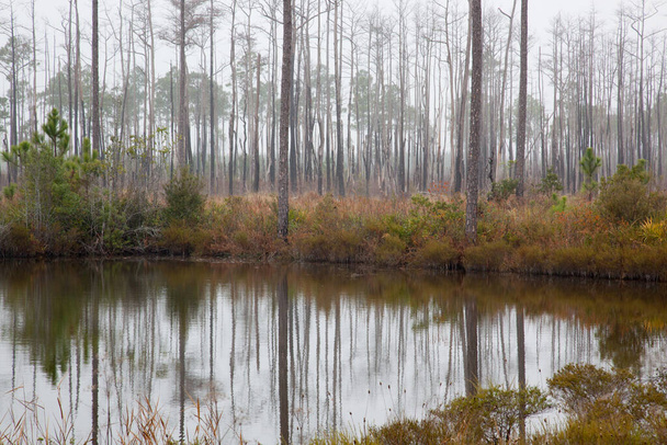 Swamp with trees being reflected - Photo, Image