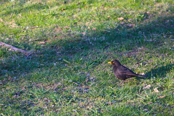 Starlingová kráčí po zeleném trávníku a hledá jídlo. - Fotografie, Obrázek