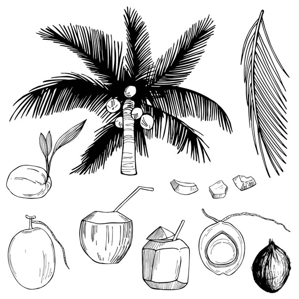 El yapımı hindistan cevizi ve palmiye yaprağı. Vektör çizimi çizimi. - Vektör, Görsel