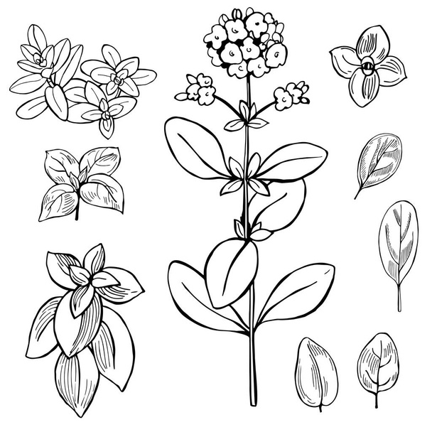  Hand drawn spicy herbs. Marjoram. Vector sketch  illustration. - Vetor, Imagem