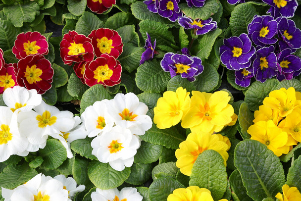 sfondo di molte primule fiori chiamati anche Primula in molti paesi europei
 - Foto, immagini