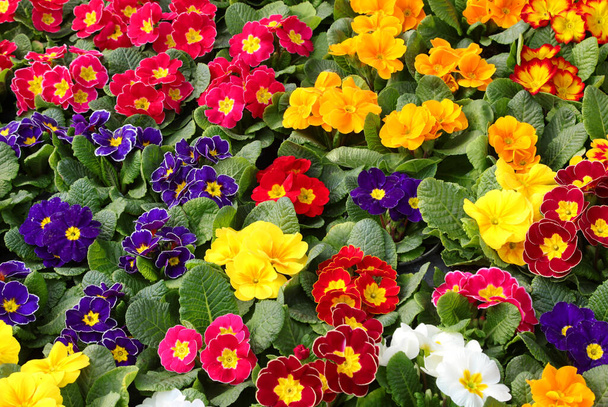 background of colored primroses flowers blossomed in spring - Photo, Image