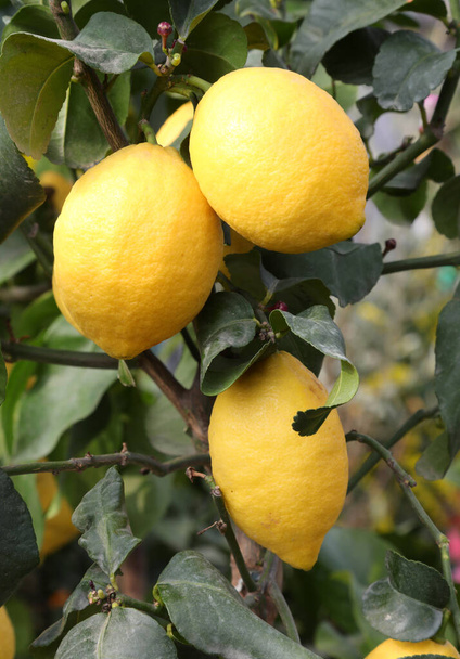 Meyveli limon ağacı ve büyük limon. - Fotoğraf, Görsel