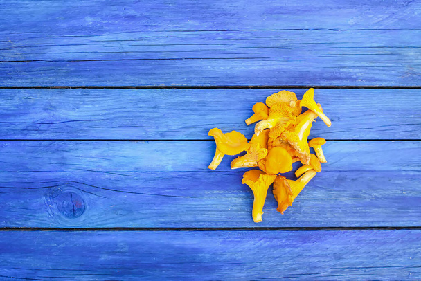 Chanterelle edible yellow mushrooms on wooden table close up. - Фото, изображение