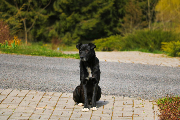 Czarny bezdomny pies leży na chodniku. Skupienie selektywne - Zdjęcie, obraz