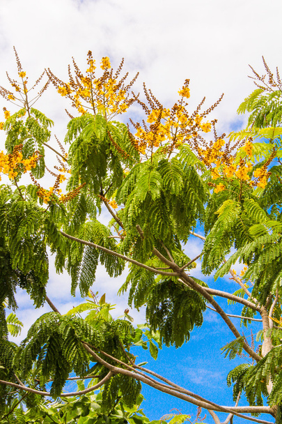 Arbres à feuilles caduques dans les pays exotiques
 - Photo, image