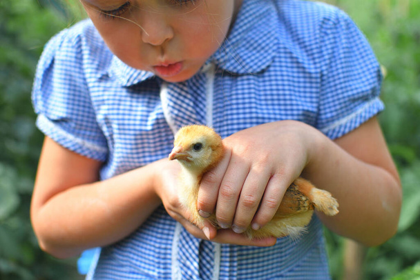 happy little smiling girl holding her hen outside the countryside house in a sunny summer day. Concept: love for animals and nature.Happy childrens day.sisters day.Selective focus. Focus on chicken - Photo, image