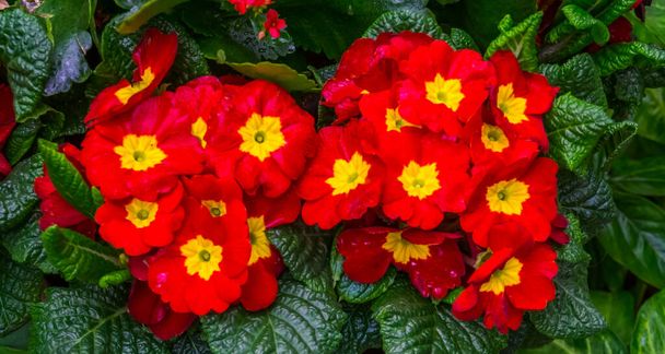 beautiful red and yellow primula flowers, popular tropical ornamental plant specie from America - Photo, Image