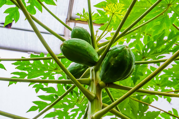 primer plano de papayas que crecen en una planta de papaya, especie de planta frutal tropical de América
 - Foto, Imagen