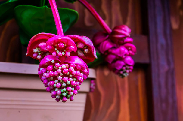 Цветки розового розового винограда в макро-секуре, вид растения из филиппинов, Азия
 - Фото, изображение