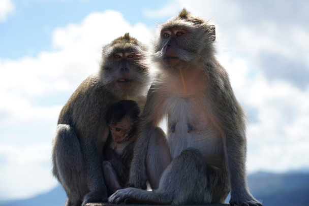 Дикие обезьяны в горах
 - Фото, изображение