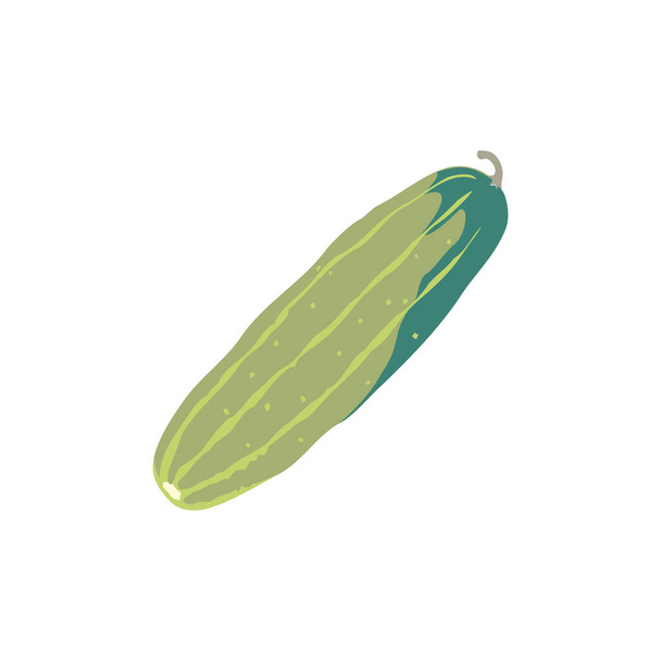 Realistic Cucumber isolated on white background in EPS10 - Vector, Image