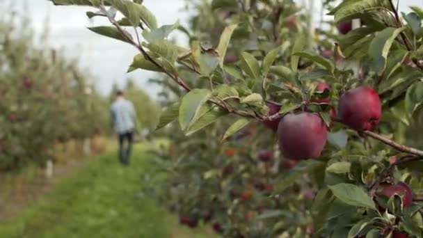 Człowiek chodzi po Apple Orchard. Świeże, dojrzałe jabłka na pierwszym planie - Materiał filmowy, wideo