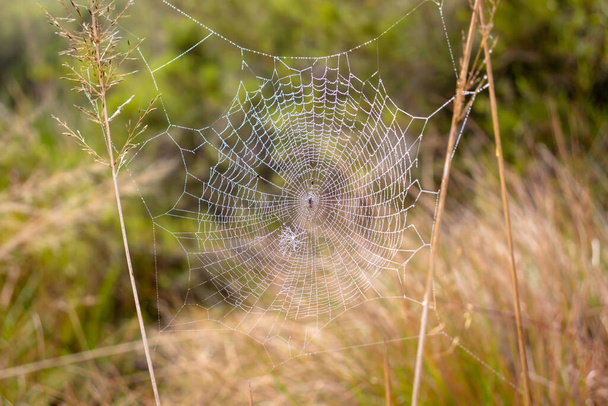 Фотографія павутини в Національному парку Хортон - Плейнс (Шрі - Ланка). - Фото, зображення