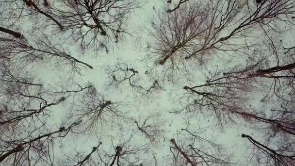 Вид с воздуха на голой зимний лес. - Кадры, видео