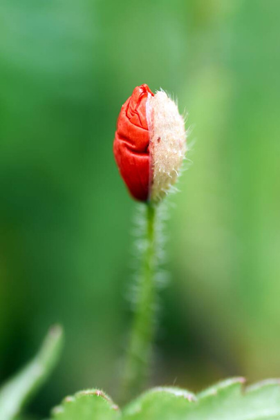 Poppy flower or papaver rhoeas poppy with the light. - Photo, image