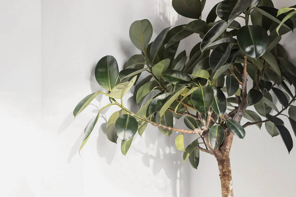 Ficus elastica plant(rubber tree) with white wall - Фото, изображение