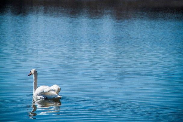 weißer Schwan auf einem blauen See. Einsamer Schwan auf blauem Wasser. - Foto, Bild