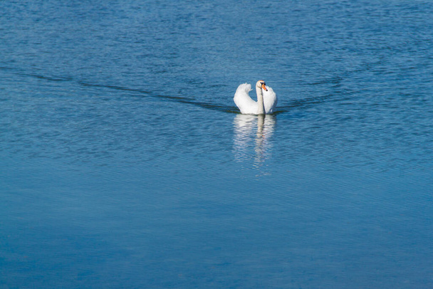 weißer Schwan auf einem blauen See. Weißer Schwan schwimmt auf dem Wasser. Weißer Schwan auf klarem Wasser. - Foto, Bild