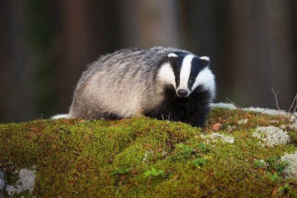 Fluffy european badger facing camera on mossy rock in summer forest - Foto, afbeelding
