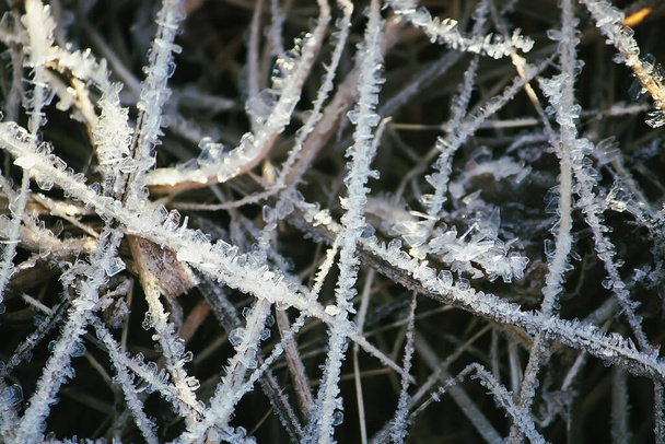 Winter nature. Plants in morning rime - Фото, изображение