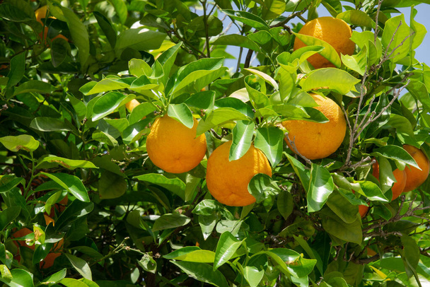 Sok narancs zöld levelekkel a narancsfán közeledik. - Fotó, kép