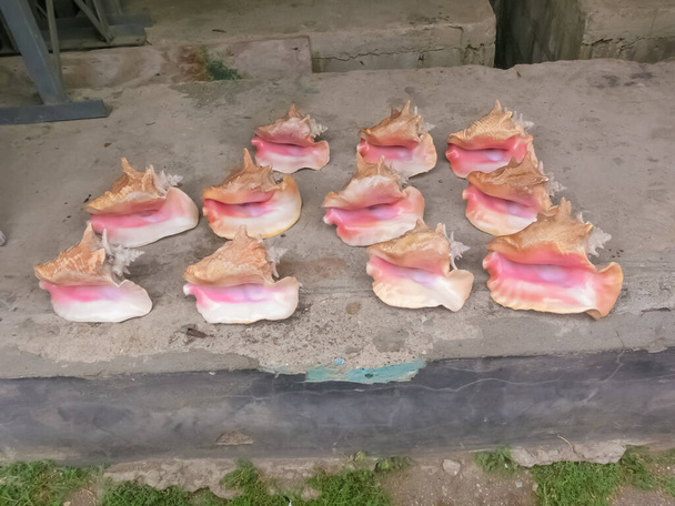 Tengeri kagylók szuvenírek valahol a Dominikai Köztársaságban - Fotó, kép