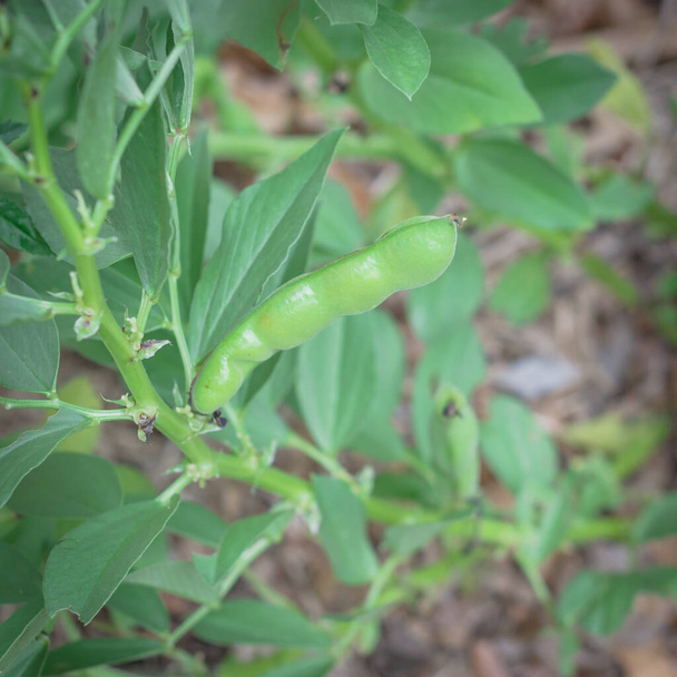 Homegrown zvýšené lůžko zahrada s energické fava lusky fazole na stromě poblíž Dallas, Texas, USA - Fotografie, Obrázek